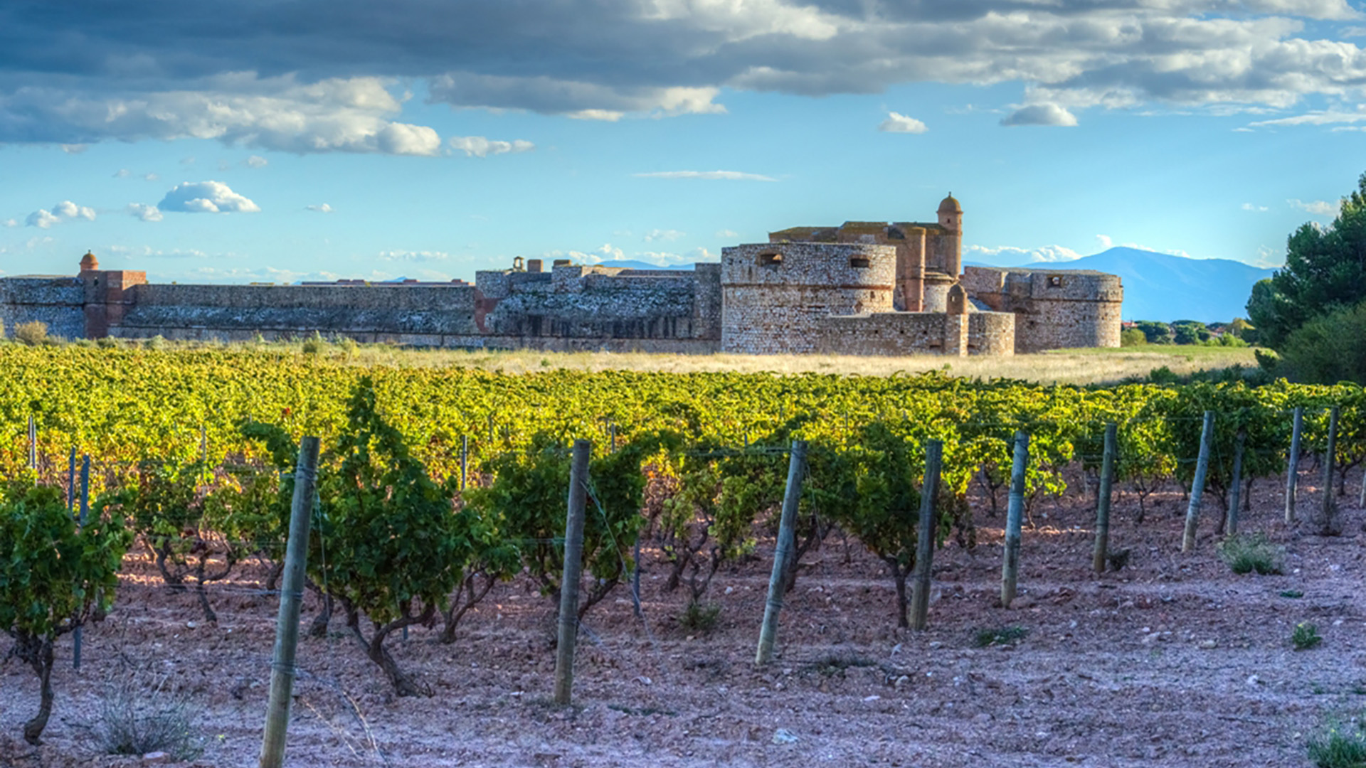 Image accueil vigne chateau de Salses